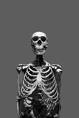 Image showing Scary Skeleton