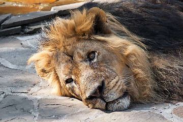 Image showing Lion