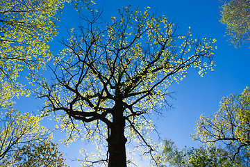 Image showing Green tree