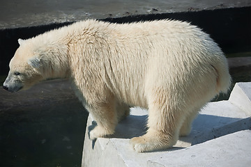 Image showing Polar bear