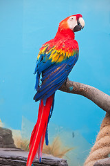 Image showing Ara parrot