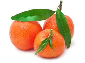 Image showing Tangerines