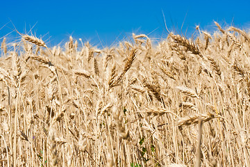 Image showing Wheat field