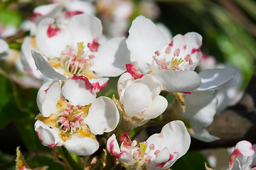 Image showing Apple flowers