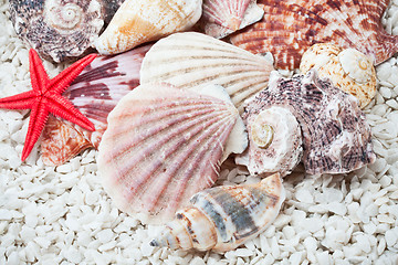 Image showing Seashells