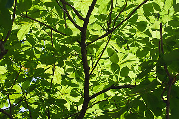 Image showing Leaves background