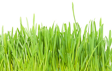 Image showing Green grass