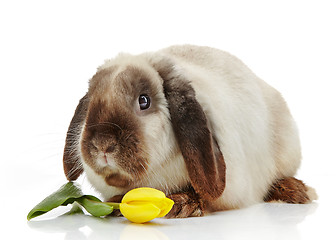 Image showing rabbit and yellow tulip