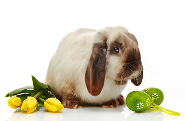 Image showing Easter rabbit