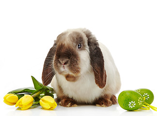 Image showing Easter rabbit