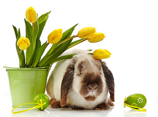 Image showing Easter rabbit