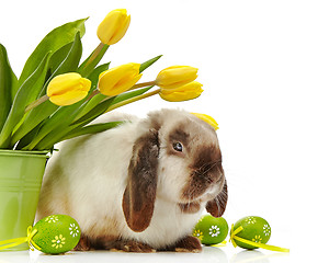 Image showing Easter rabbit