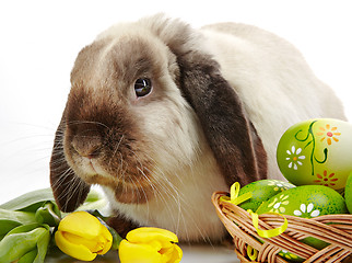 Image showing Easter rabbit