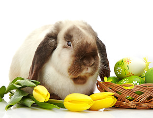 Image showing Easter rabbit