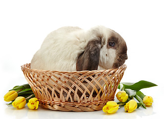 Image showing Rabbit and yellow tulips