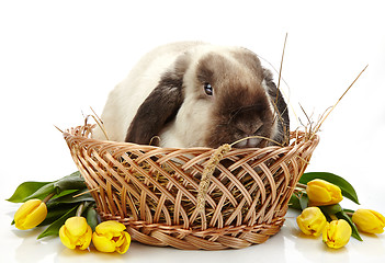 Image showing Rabbit and yellow tulips