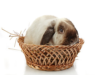 Image showing rabbit in a basket