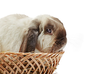 Image showing rabbit in a basket