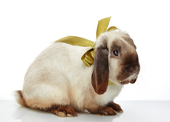 Image showing rabbit with bow