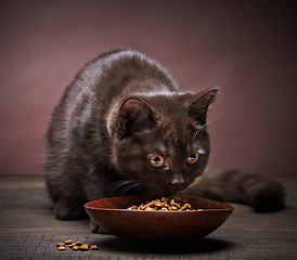 Image showing brown kitten and cat food