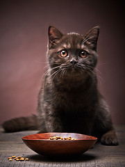 Image showing brown kitten and cat food