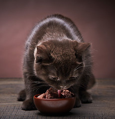 Image showing brown kitten and cat food