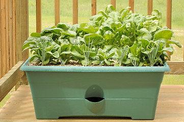 Image showing Container Gardening - Vegetables