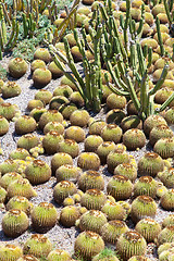 Image showing Cactus Garden