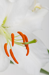 Image showing Macro shot of lilly stamen and pistil