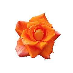 Image showing Rose orange