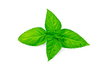 Image showing Basil green fresh