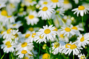 Image showing Camomile on meadow