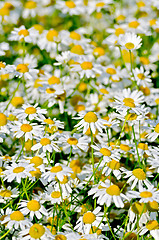 Image showing Camomile field medical