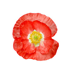 Image showing Poppy red with yellow stamens