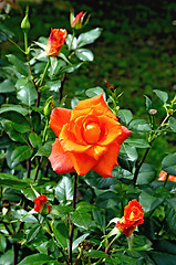 Image showing Rose orange on the flowerbed