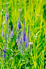 Image showing Veronica longifolia