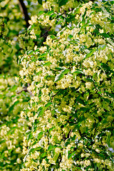 Image showing Linden blossoms