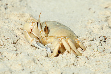 Image showing Ghost Crab (Ocypode saratan), Qatar, Arabia