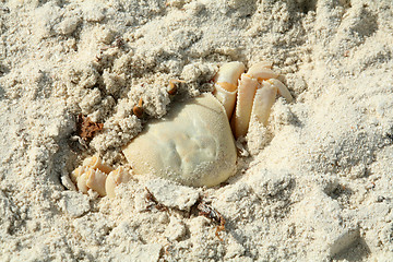 Image showing Ghost Crab (Ocypode saratan) in Qatar