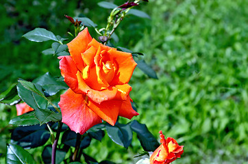Image showing Rose orange on a background of grass