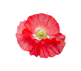 Image showing Poppy red with white center and yellow stamens