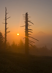 Image showing Sunrise with Trees