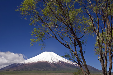 Image showing Mount Fuji with Trees