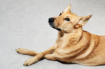 Image showing mongrel dog lying on the floor