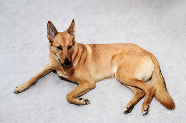 Image showing mongrel dog lying on the floor