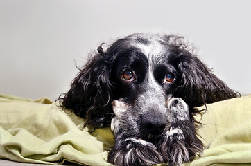 Image showing spaniel sad looking at camera with her head resting on his paws