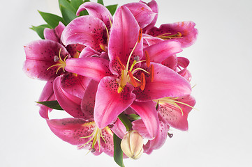 Image showing Pink lily in vase