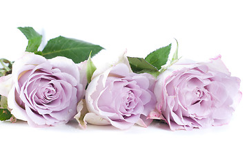 Image showing Pastel shade roses