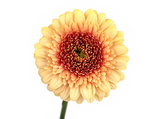 Image showing Gerbera, Daisy