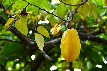 Image showing Growing starfruit